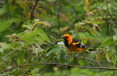 Spot-breasted Oriole (Icterus pectoralis)