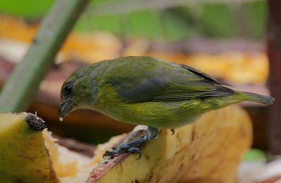 Yellow-crowned Euphonia (Euphonia luteicapilla) female