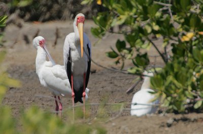 Yellow-billed Stork (Mycteria ibis) &  African Spoonbill (Platalea alba)