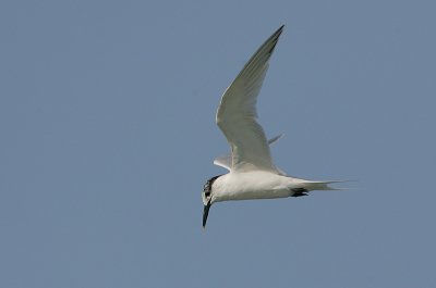 Sandwich Tern (Sterna sandvicensis)