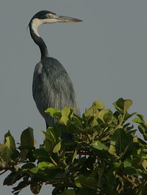 Black-headed Heron (Ardea melanocephala)