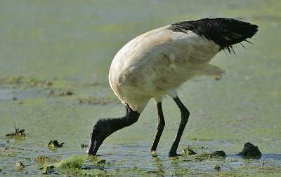 Sacred Ibis (Threskiornis aethiopicus)