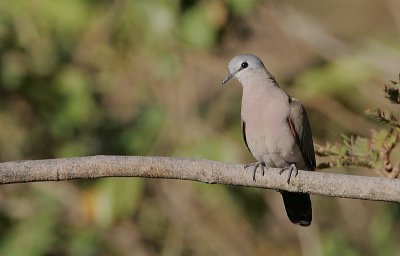 Black-billed Wood Dove (Turtur abyssinicus)