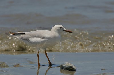 Slender-billed Gull (Chroicocephalus genei)