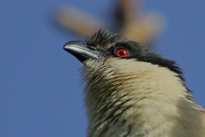 Senegal Coucal (Centropus senegalensis) headshot