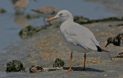 Slender-billed Gull (Chroicocephalus genei)