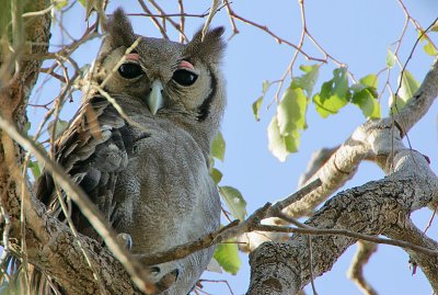 Verreaux's Eagle Owl (Bubo lacteus)