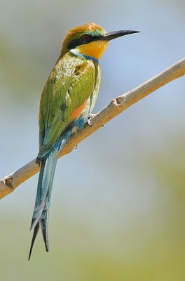 Swallow-tailed Bee-eater (Merops hirundineus)