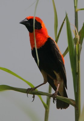 Black-winged Red Bishop (Euplectes hordeaceus) male
