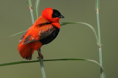Northern Red Bishop (Euplectes franciscanus) male