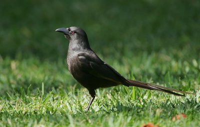 Piapiac (Ptilostomus afer) adult