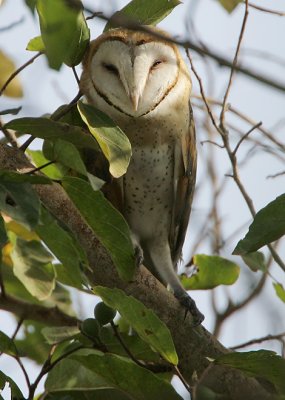 Barn Owl (Tyto alba) snoozing