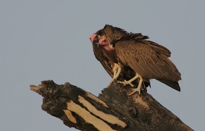 Hooded Vulture (Necrosyrtes monachus) pair