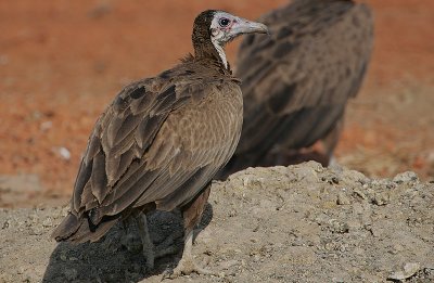 Hooded Vulture (Necrosyrtes monachus) immature