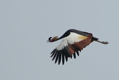 Black Crowned Crane (Balearica pavonina) in flight 