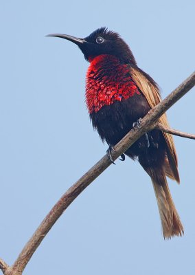 Scarlet-chested Sunbird (Nectarinia senegalensis)