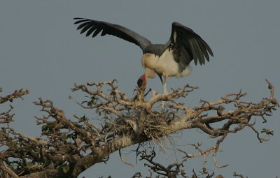 Marabou Stork (Leptoptilus crumeniferus) at the nest