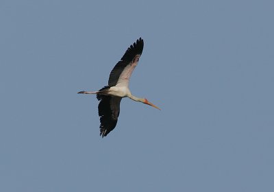 Yellow-billed Stork (Mycteria ibis)