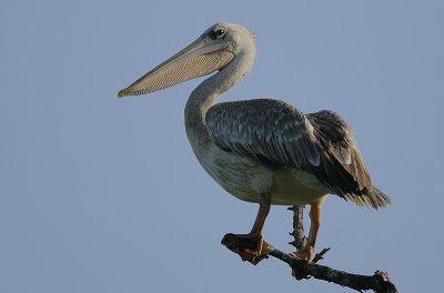 Pink-backed Pelican (Pelecanus rufescens)