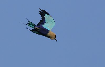 Blue-bellied Roller (Coracias cyanogaster) in flight