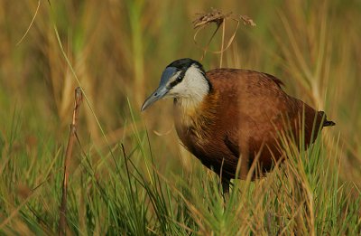 African Jacana (Actophilornis africanus)