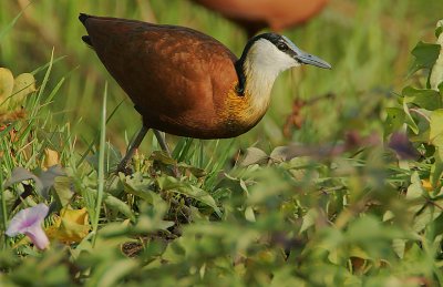 African Jacana (Actophilornis africanus)