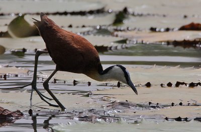 African Jacana (Actophilornis africanus) trotting on lillies