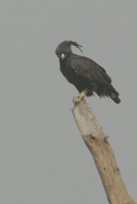 Long-crested Eagle (Lophaetus occipitalis)