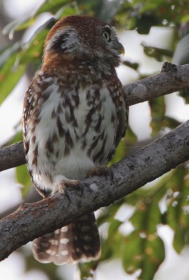 Pearl-spotted Owlet (Glaucidium perlatum)