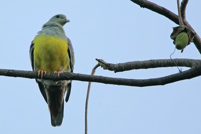 Bruces Green Pigeon (Treron waalia)