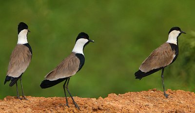 Spur-winged Plovers (Vanellus spinosus)