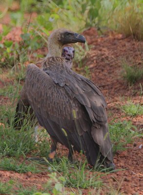 White-backed Vulture (Gyps africanus)