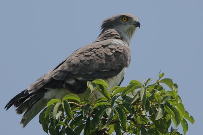 Beaudouins Snake Eagle (Circaetus beaudouini)