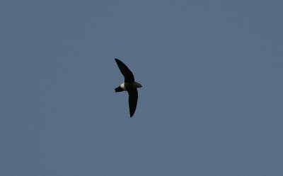 Mottled Spinetail (Telacanthura ussheri)