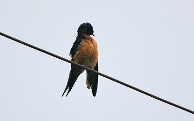 Sri Lanka Swallow (Hirundo hyperythra)