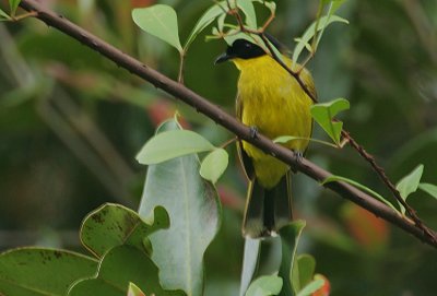 Black-capped Bulbul (Pycnonotus melanicterus)