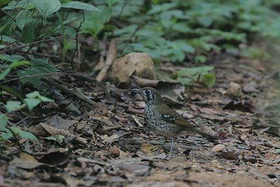 Spot-winged Thrush (Zoothera spiloptera)