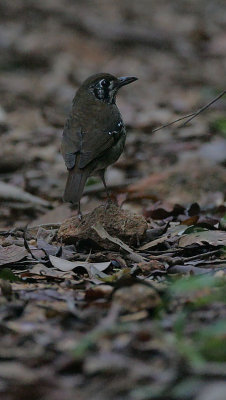 Spot-winged Thrush (Zoothera spiloptera)