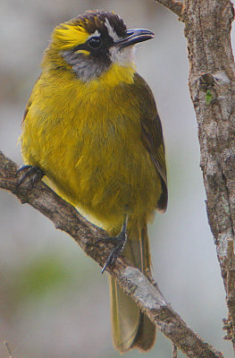 Yellow-eared Bulbul (Pycnonotus penicillatus)