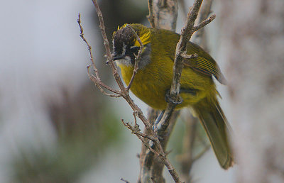 Yellow-eared Bulbul (Pycnonotus penicillatus)