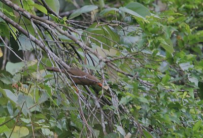 Ceylon Rufous Babbler (Turdoides rufescens)