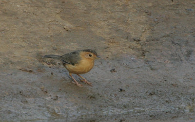 Brown-capped Babbler (Pellorneum fuscocapillus)