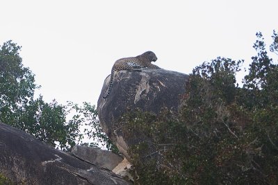 Leopard Rock