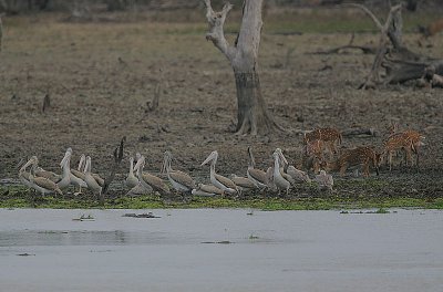 Yala Waterhole 
