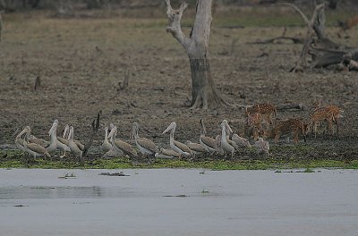 Yala Waterhole 