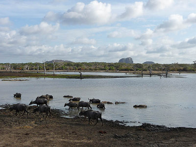 Elephant Rock