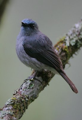 Dull blue Flycatcher (Eumyias sordidus)
