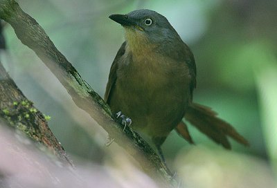 Ashy-headed Laughingthrush (Garrulax cinereifrons)