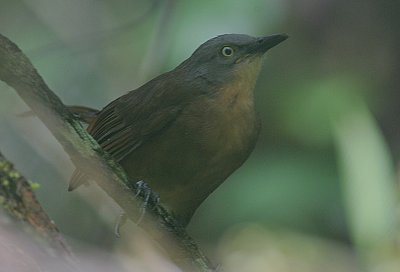 Ashy-headed Laughingthrush (Garrulax cinereifrons)