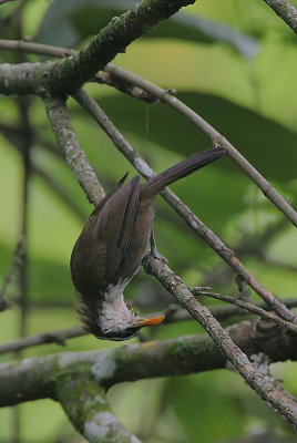Ceylon Scimitar Babbler (Pomatorhinus melanurus)